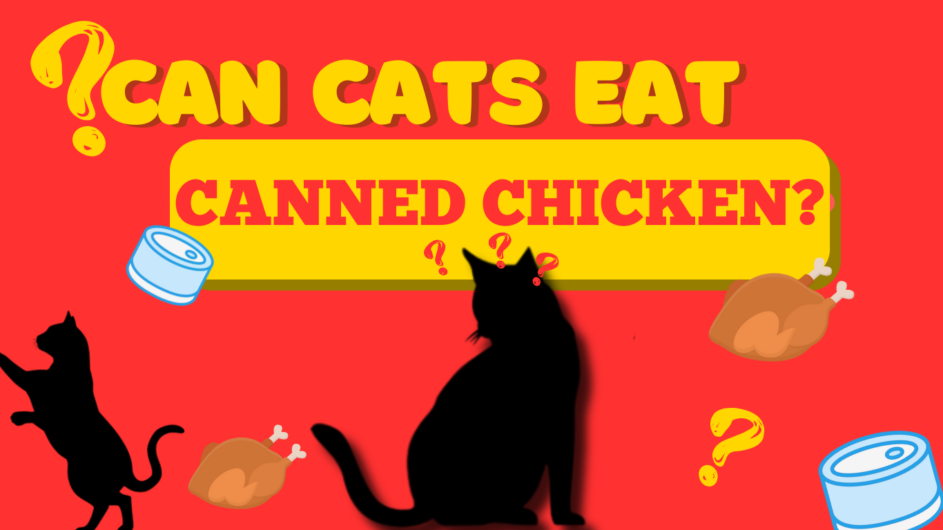 Can my cat eat canned chicken