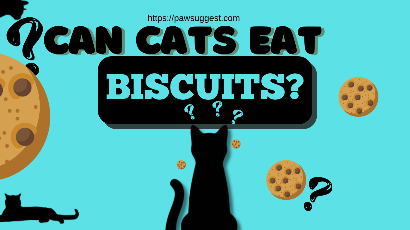 Can You Feed Biscuits to Your Cat?