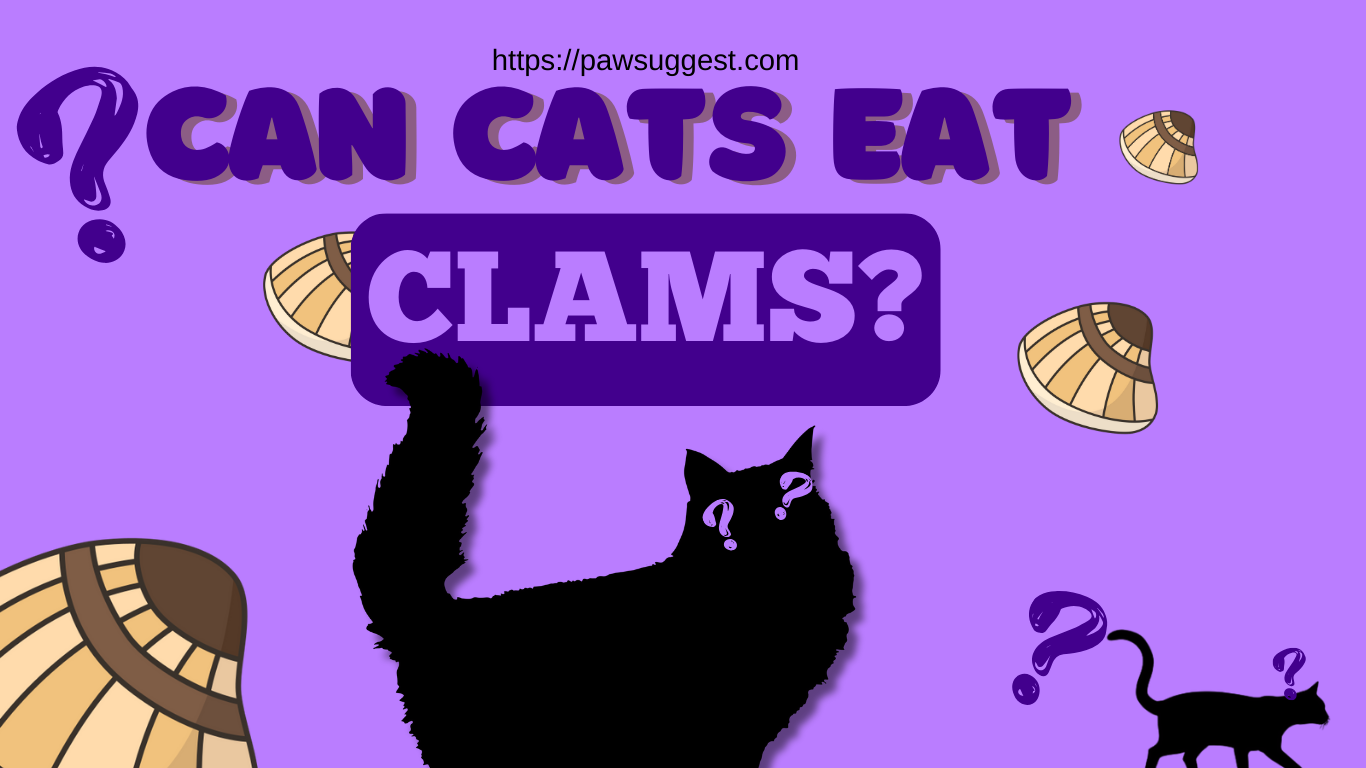 Can You Feed Clams to Your Cat?