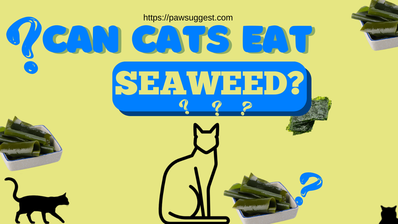 Can Cats Eat Seaweed?