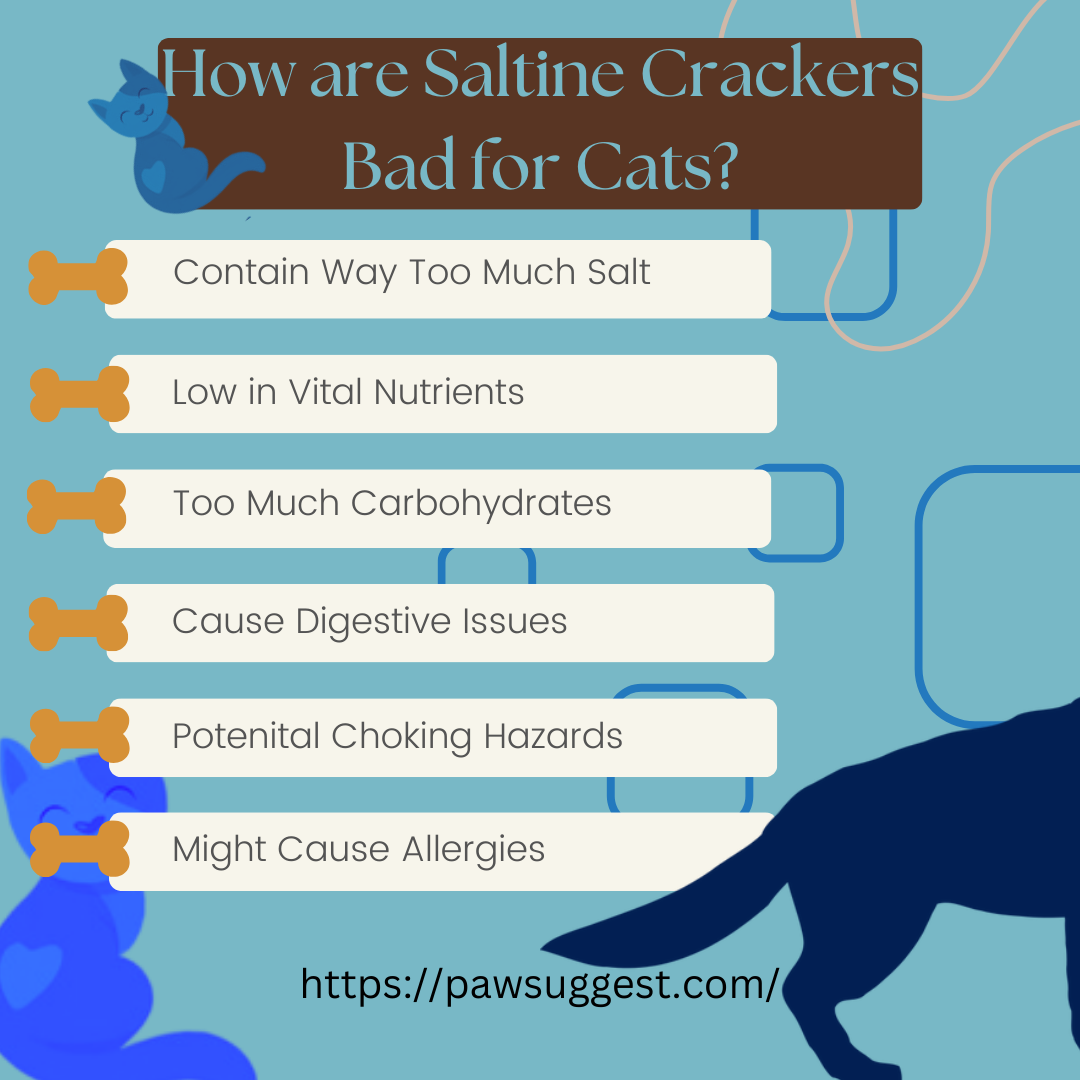 How are Saltine Crackers Bad for Cats?