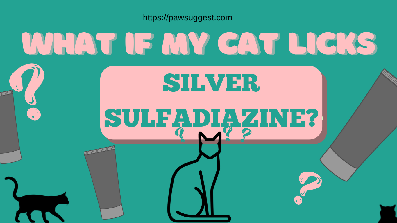 What If My Cat Licks Silver Sulfadiazine?