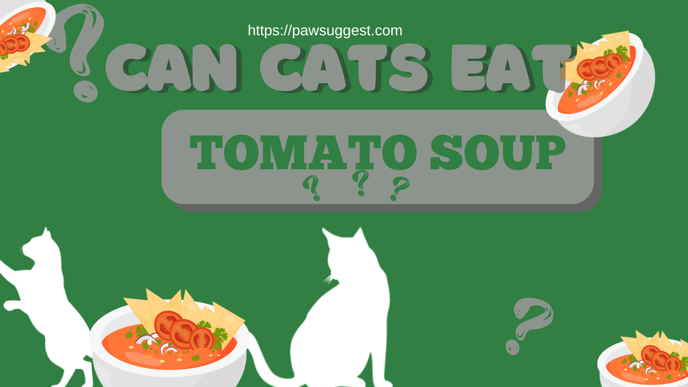 Can Cats Eat Tomato Soup?