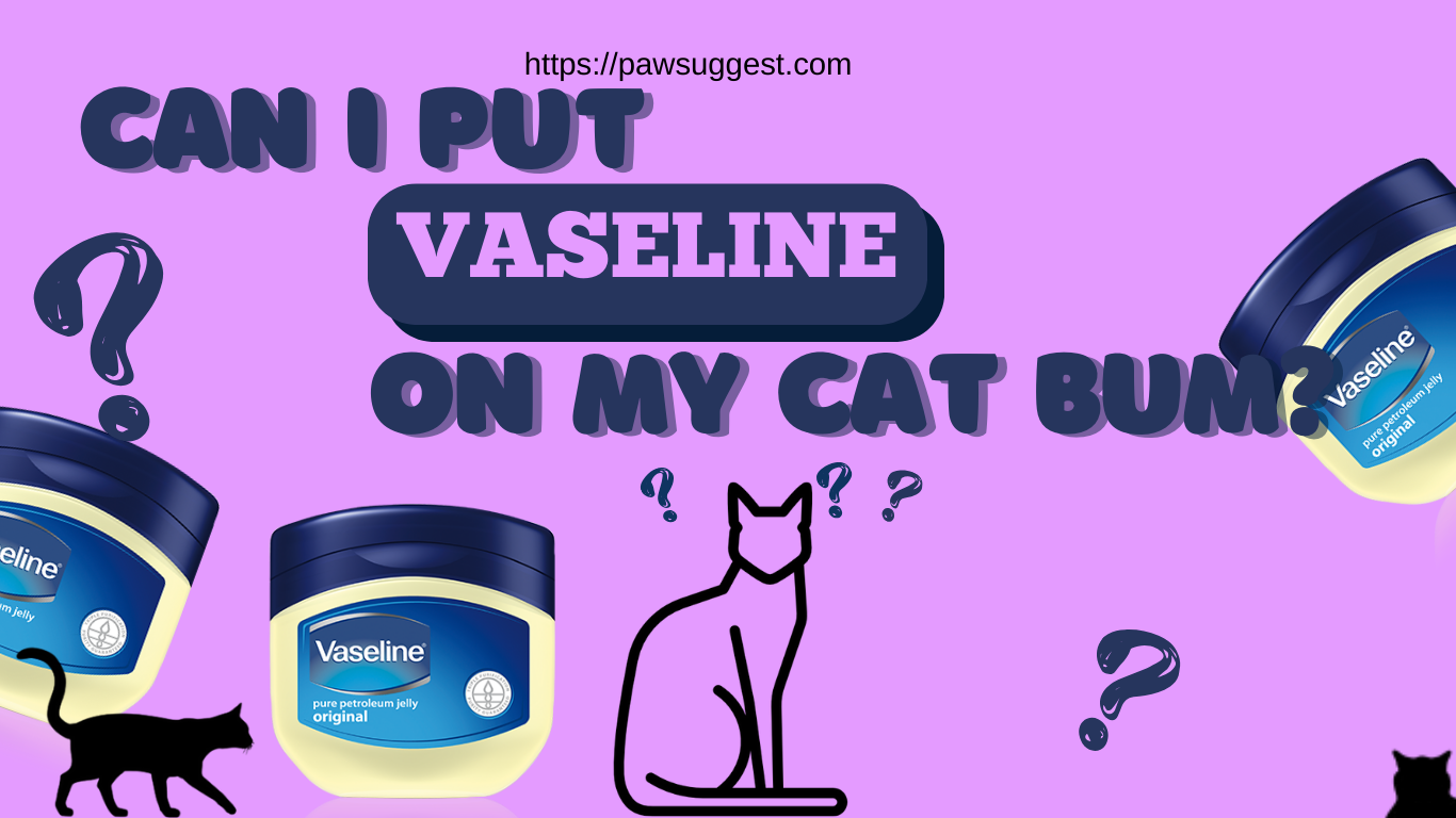 Can I Put Vaseline On My Cat Bum?