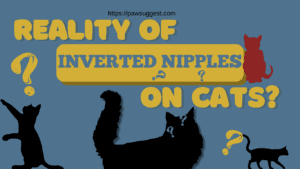 Inverted Nipple on Cats: Quick Guide for Pet Owners