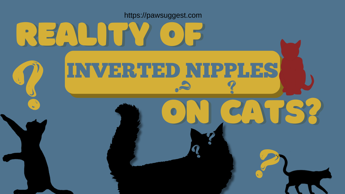 Inverted Nipple on Cats: Quick Guide for Pet Owners