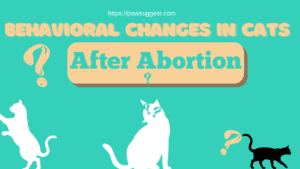 Cat Behavior Change After Abortion