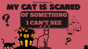 My Cat Is Scared Of Something I Can't See