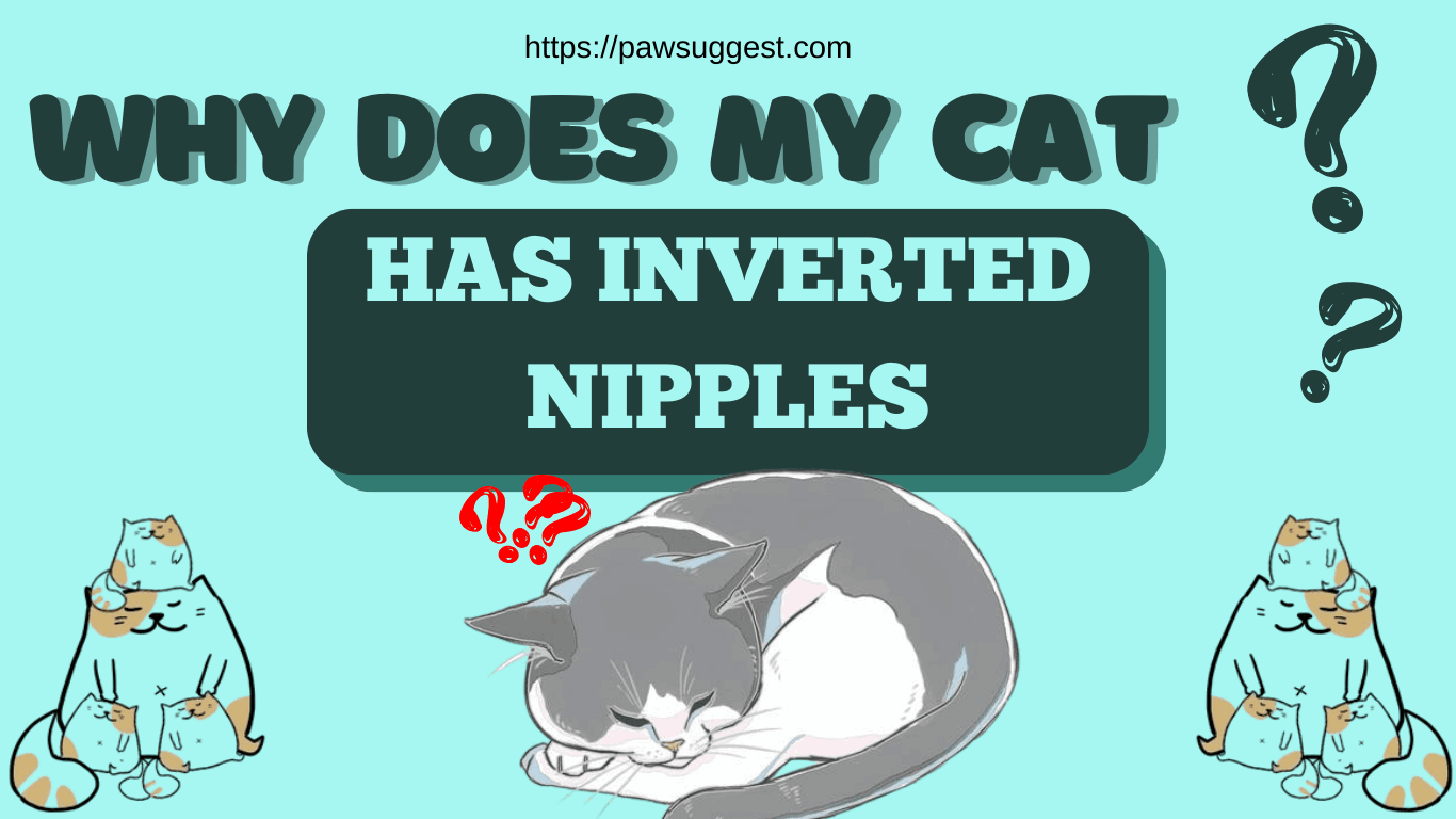 inverted nipples in cats