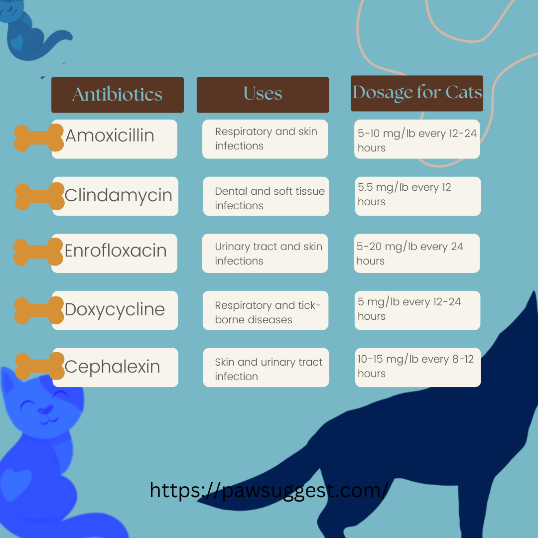 Different Antibiotics, Uses & Dosages for Cats