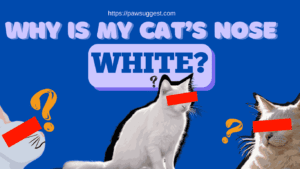 Why Is My Cat's Nose White? The Surprising Reason!