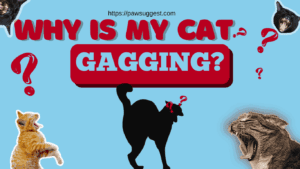 Why is my cat gagging?