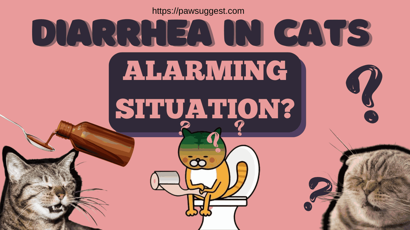 Diarrhea in Cats: Alarming Signs & When to Take Action