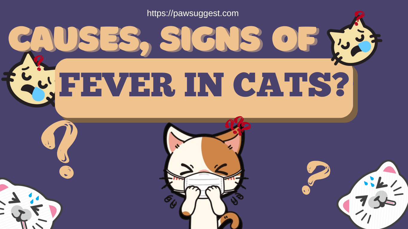 Signs of Fever in Cats