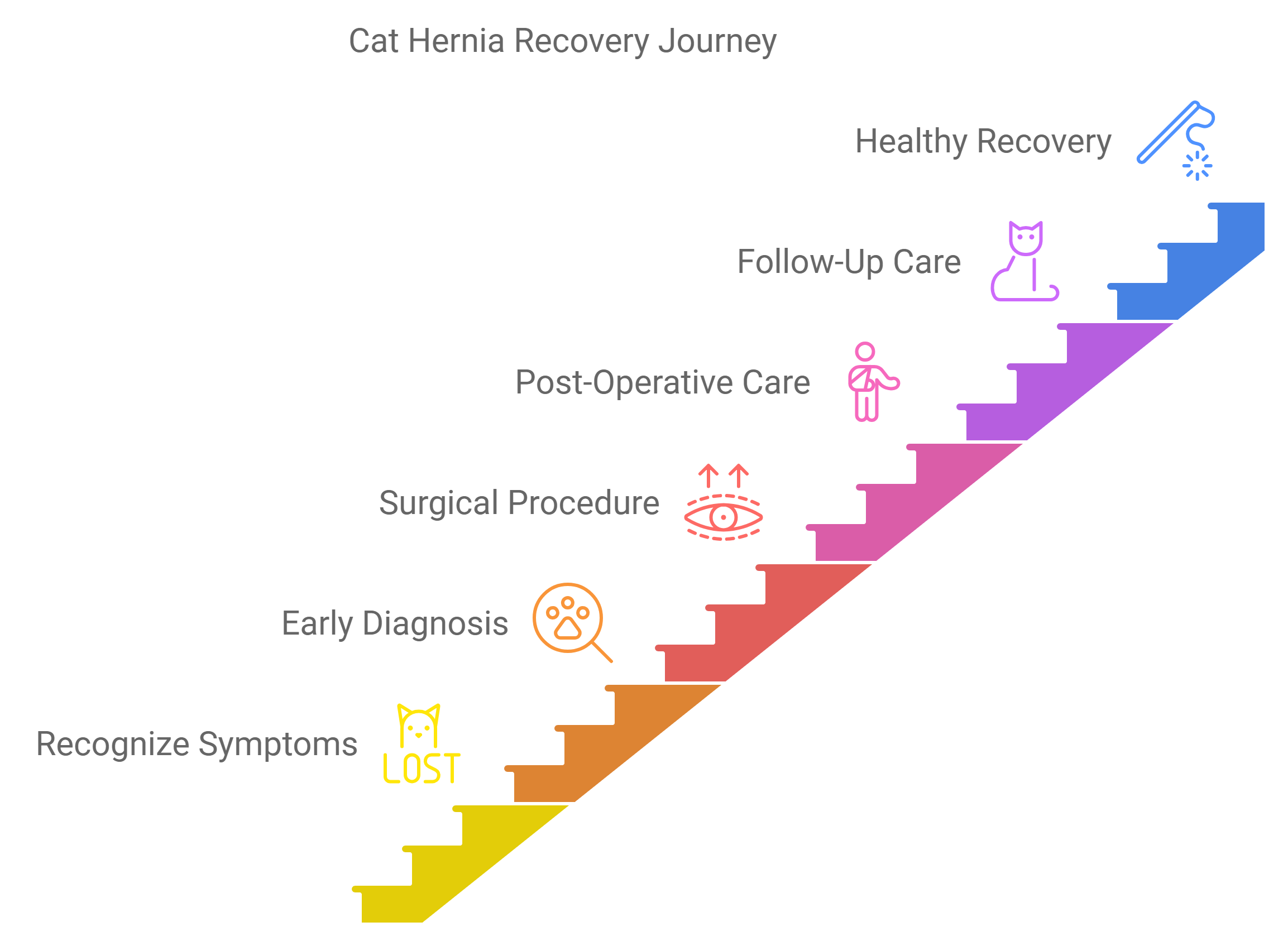 Cat Hernia Recovery Journey