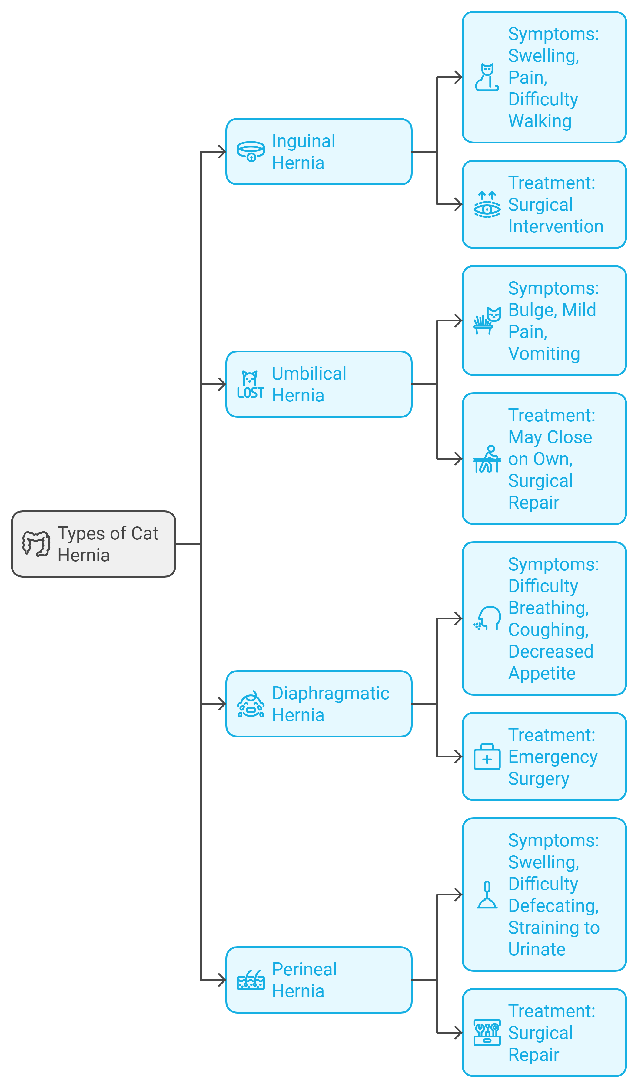 Types of Cat Hernia