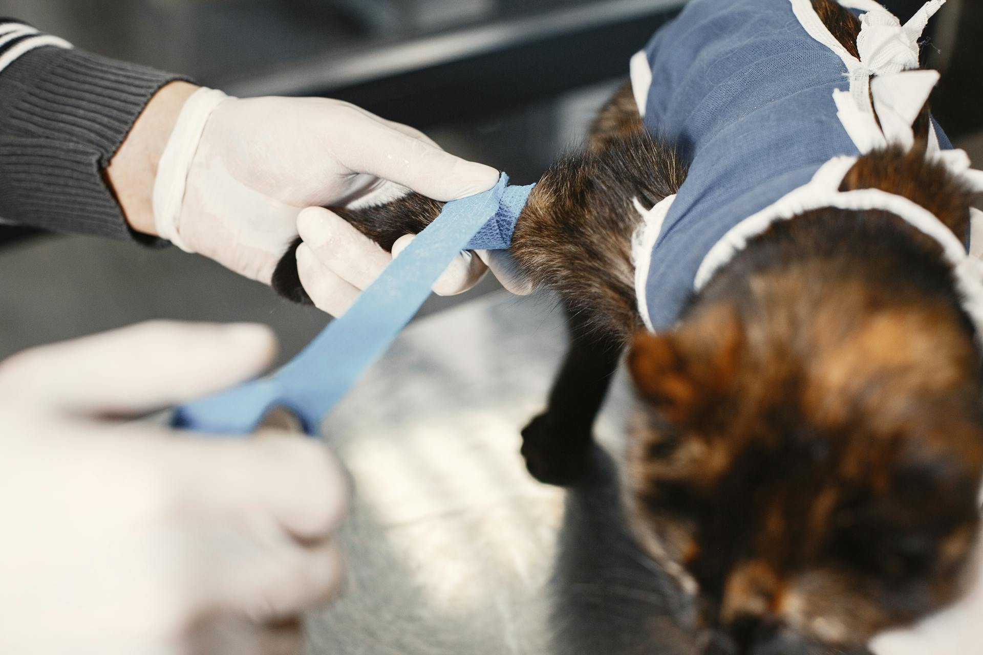 Cat at Vet