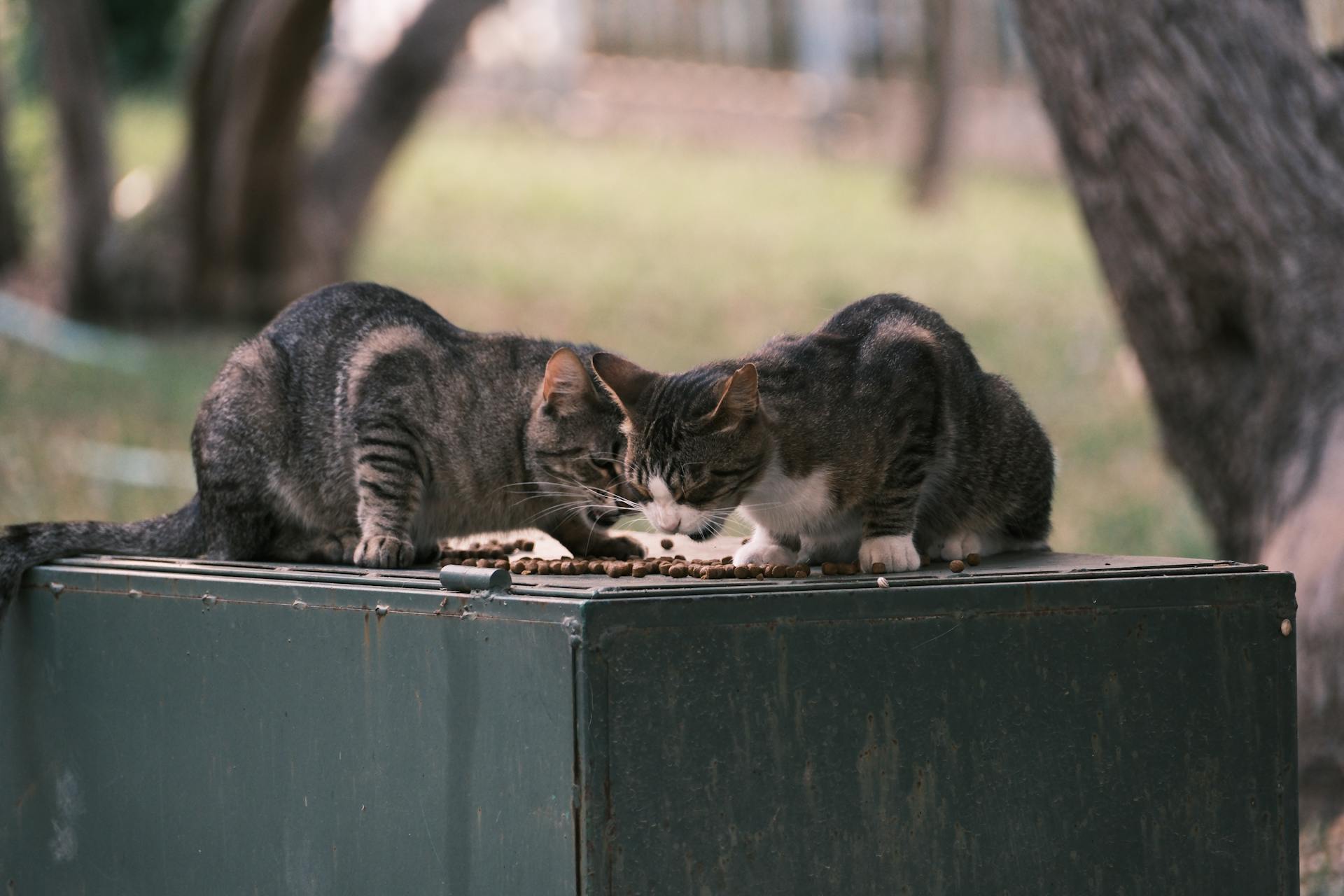 cat eating unhealthy