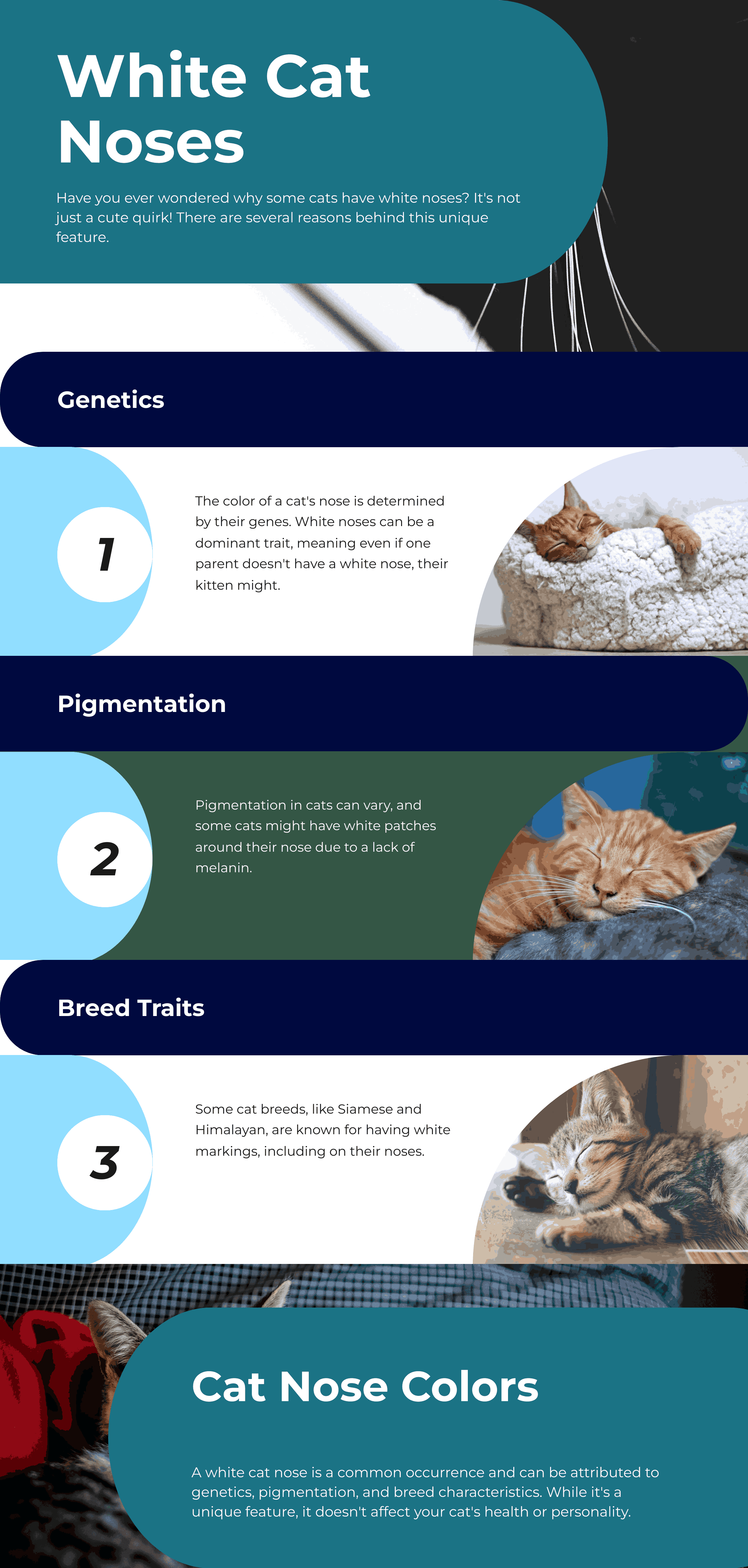 Reasons Why Your Cat's Nose is White