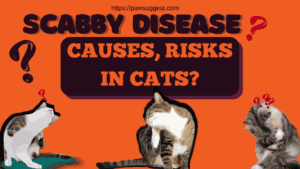 scabby cat disease