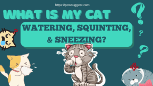 Cat Eye Watering, Squinting, & Sneezing: Alarming Symptoms?