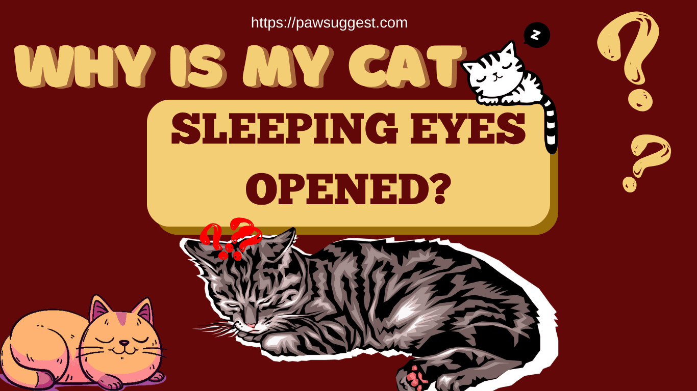 Do Cats Sleep with Their Eyes Open?