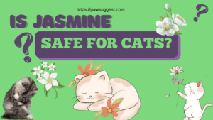 Is jasmine safe for cats?