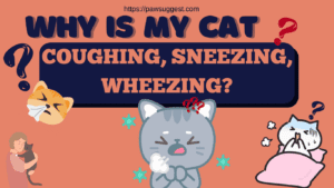 Cat Coughing, Sneezing and Wheezing