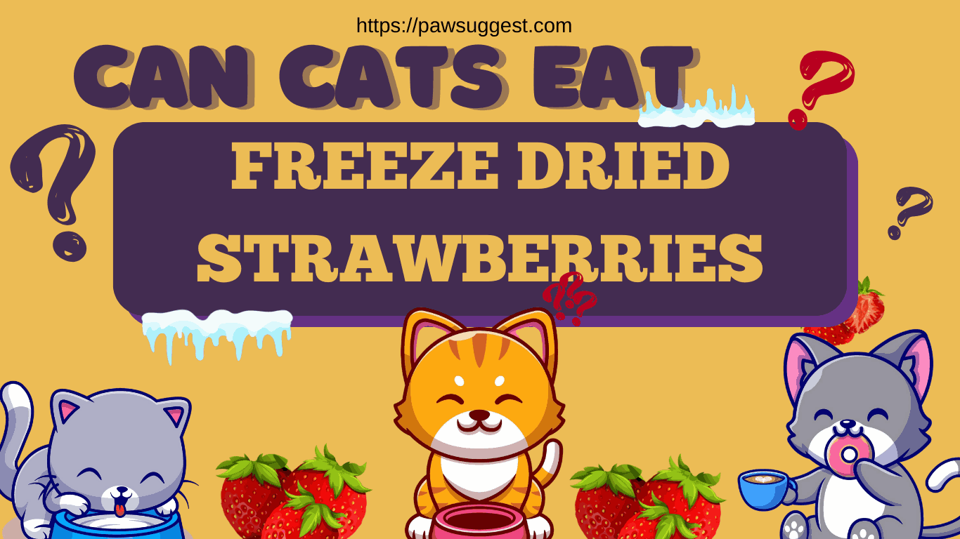 can cats have freeze dried strawberries