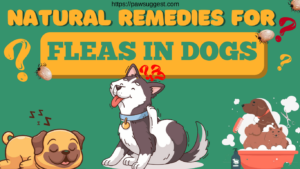 Natural Remedies to Get Rid of Fleas on Dogs