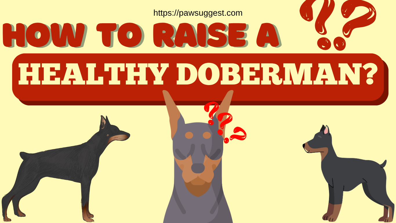 Raising a Healthy Doberman: Essential Care and Nutrition Tips