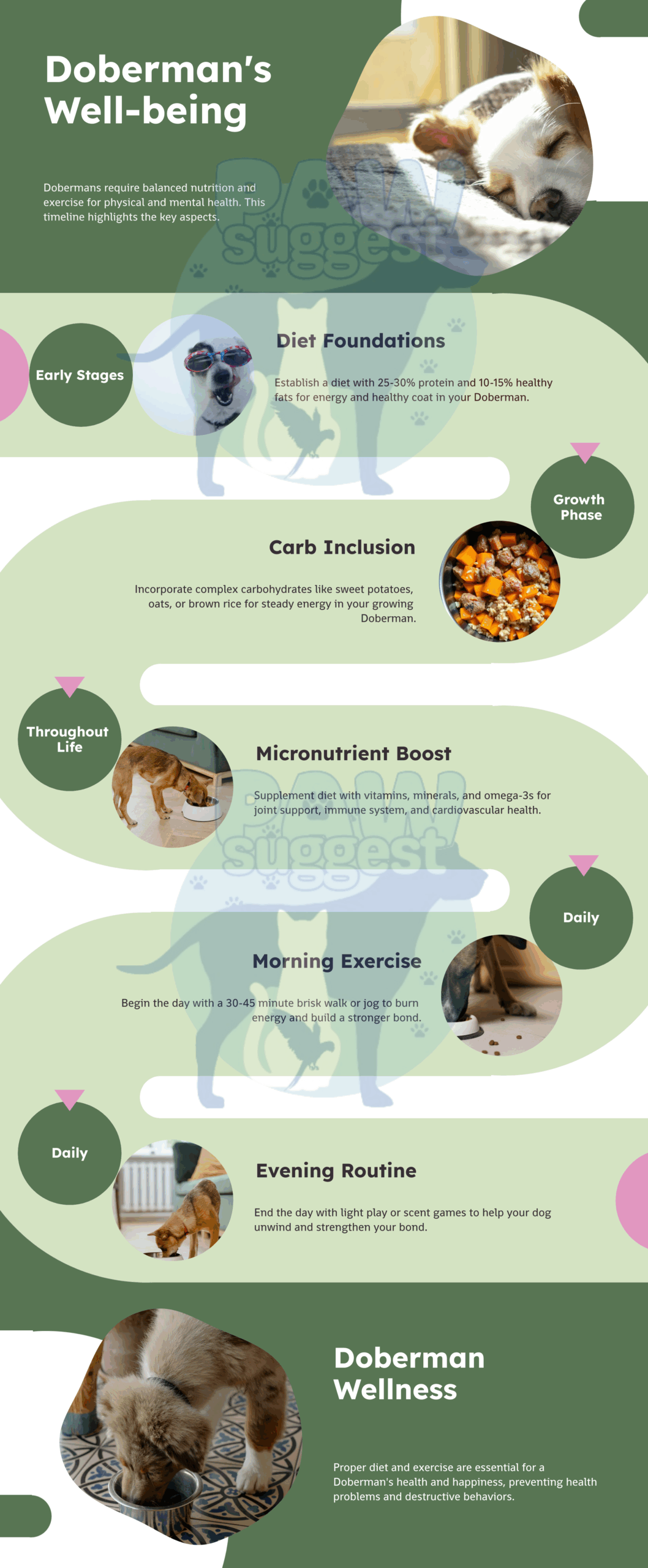 Doberman's Well-being